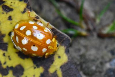 <i>Halyzia sedecimguttata</i>