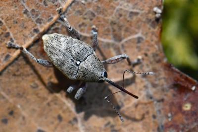 <i>Curculio glandium</i>