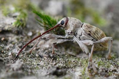 <i>Curculio elephas</i>