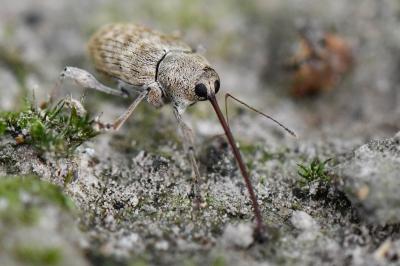 <i>Curculio elephas</i>