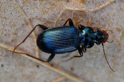 <i>Leistus spinibarbis</i>