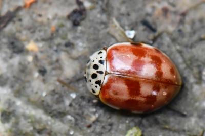 <i>Harmonia quadripunctata</i>