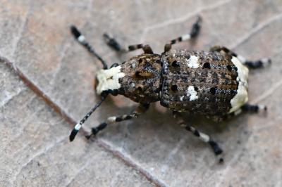 <i>Platystomos albinus</i>