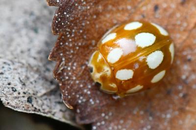 <i>Calvia decemguttata</i>