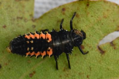 <i>Harmonia axyridis</i>