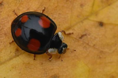 <i>Harmonia axyridis</i>