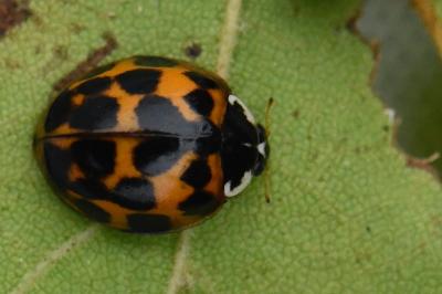 <i>Harmonia axyridis</i>