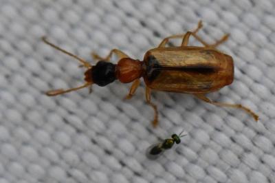 <i>Demetrias atricapillus</i>