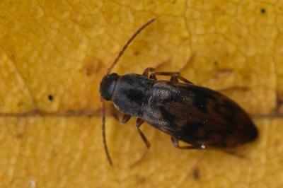 <i>Marolia variegata</i>