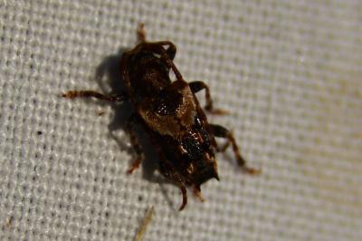 <i>Pogonocherus hispidus</i>
