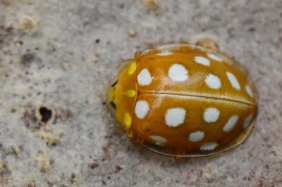 <i>Halyzia sedecimguttata</i>