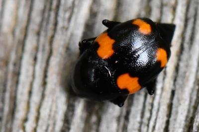 <i>Scaphidium quadrimaculatum</i>