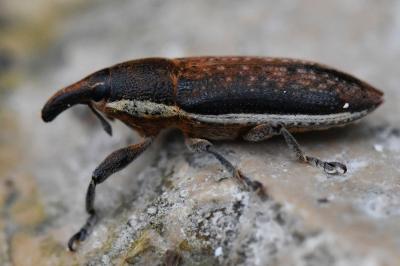 <i>Lixus ochraceus</i>