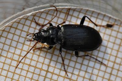 <i>Nebria salina</i>