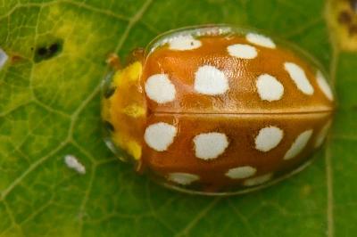 <i>Halyzia sedecimguttata</i>