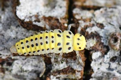 <i>Halyzia sedecimguttata</i>