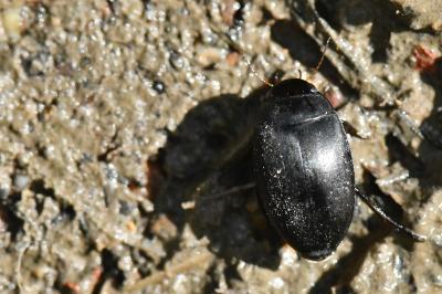 <i>Agabus bipustulatus</i>