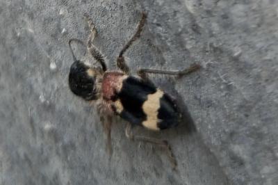 Clairon mutile