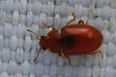 <i>Coccidula rufa</i>