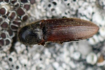 <i>Agriotes sputator</i>