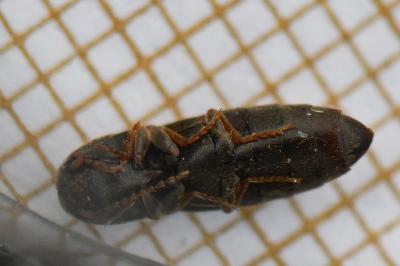 <i>Agriotes sputator</i>
