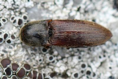 <i>Agriotes sputator</i>