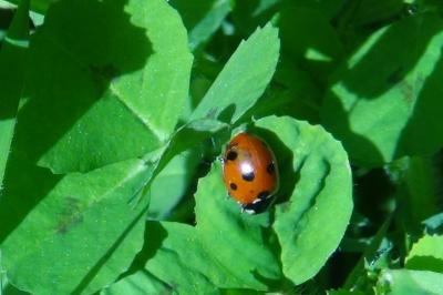 <i>Coccinella septempunctata</i>