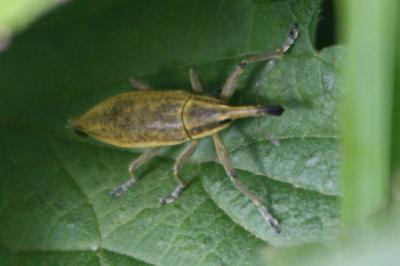<i>Lixus iridis</i>
