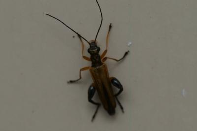 <i>Oedemera podagrariae</i>
