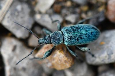 <i>Phyllobius pomaceus</i>