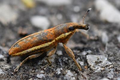 <i>Lixus ochraceus</i>