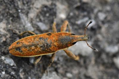 <i>Lixus ochraceus</i>