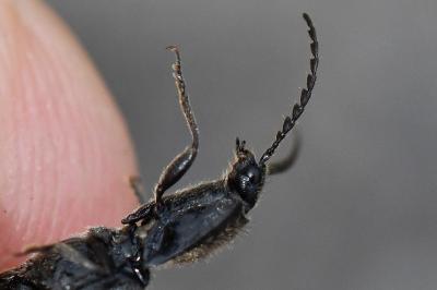 <i>Hemicrepidius hirtus</i>