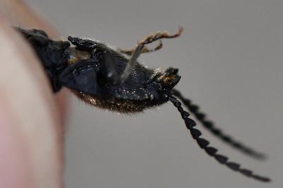 <i>Hemicrepidius hirtus</i>