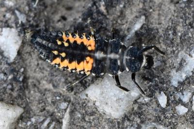 <i>Harmonia axyridis</i>