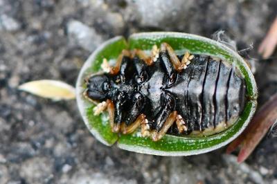 <i>Cassida rubiginosa</i>