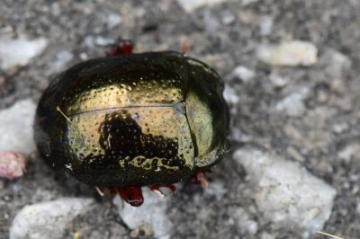 <i>Chrysolina bankii</i>