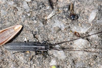 <i>Calamobius filum</i>