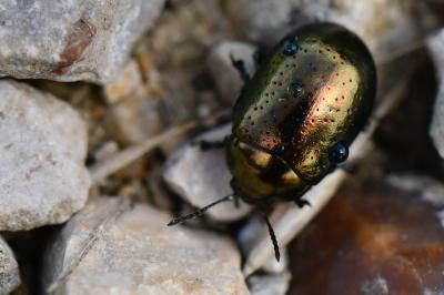 <i>Chrysolina hyperici</i>