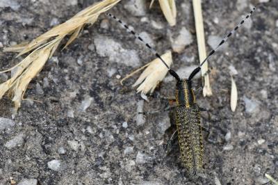 <i>Agapanthia villosoviridescens</i>