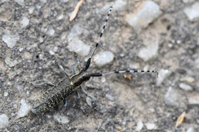 <i>Agapanthia villosoviridescens</i>