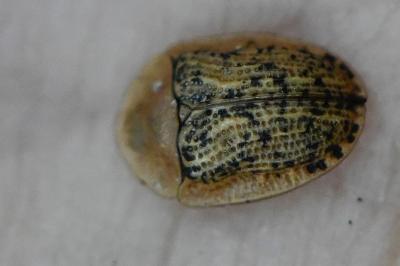 <i>Cassida nebulosa</i>
