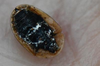 <i>Cassida nebulosa</i>