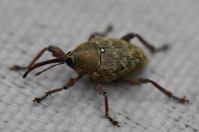 <i>Curculio glandium</i>