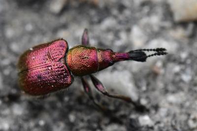 <i>Rhynchites auratus</i>