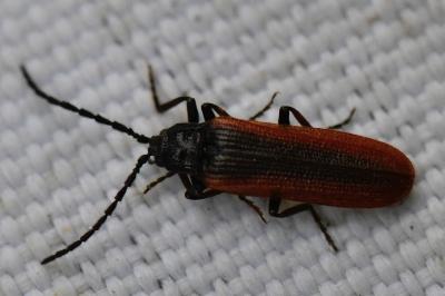 <i>Omalisus fontisbellaquei</i>