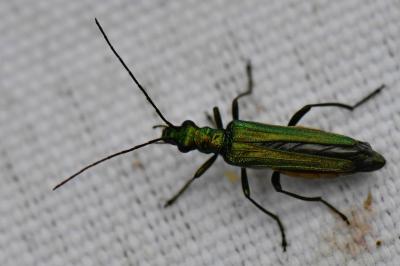 <i>Oedemera nobilis</i>