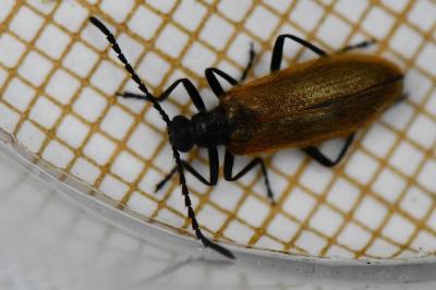 <i>Lagria hirta</i>