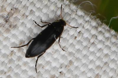 <i>Anaspis frontalis</i>