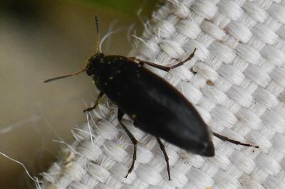 Anaspis frontalis